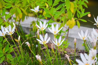 花园里的念珠风。
