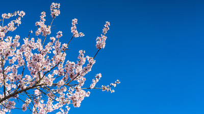花花
