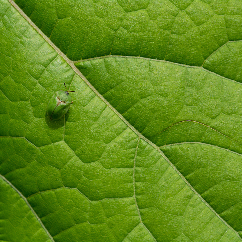 蓟龟甲虫