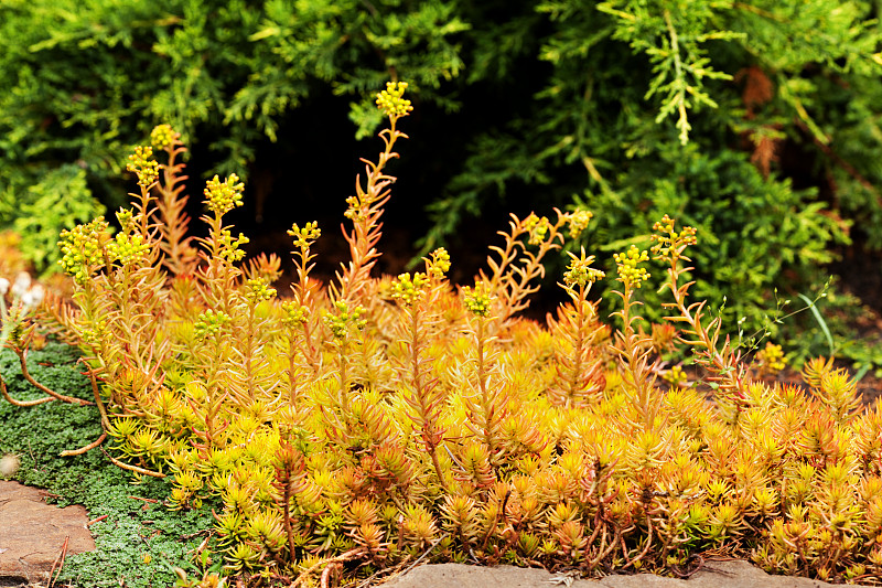 景天(Sedum reflexum, Angelina)，美丽的生长缓慢的多年生肉质地被植物，在花园