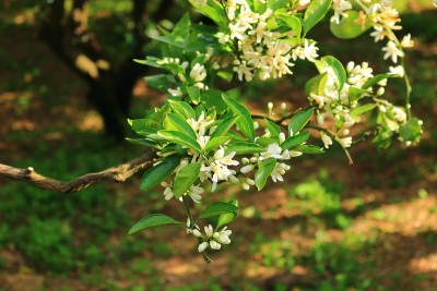 森林，Hallasan，山谷，石头，苔藓门，苔藓楼梯，苔藓，寺庙，Hyonom，
