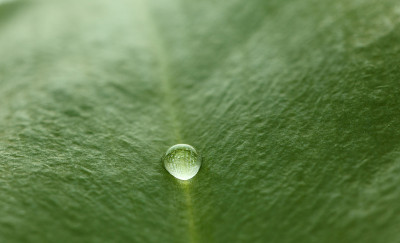 树叶背景上的水滴