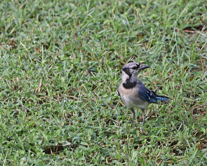 蓝鸦 (cyanocitta cristata)