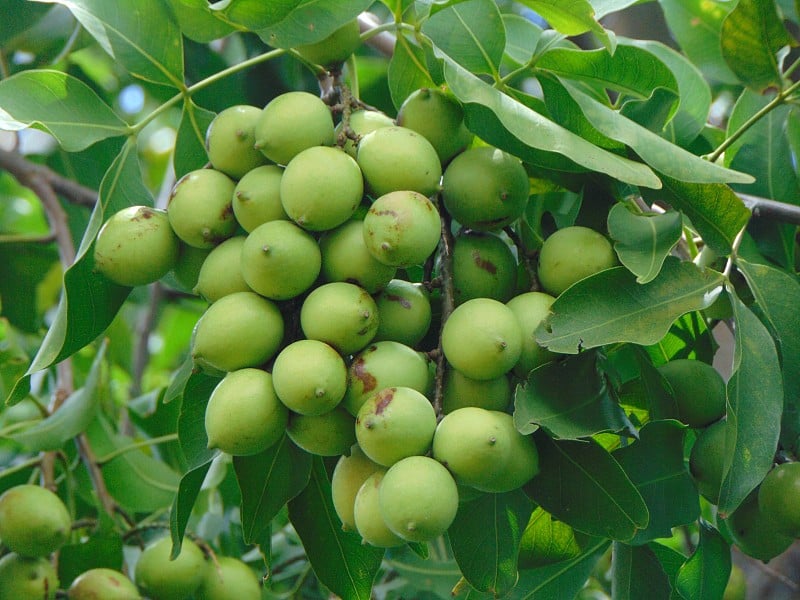 Quenepas