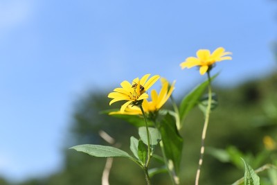 洋姜花