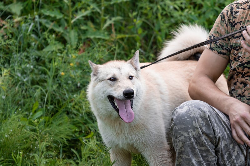 西西伯利亚莱卡品种的服务犬，在森林户外的夏季野狗品种中穿着迷彩衣服的军事或猎人旁边