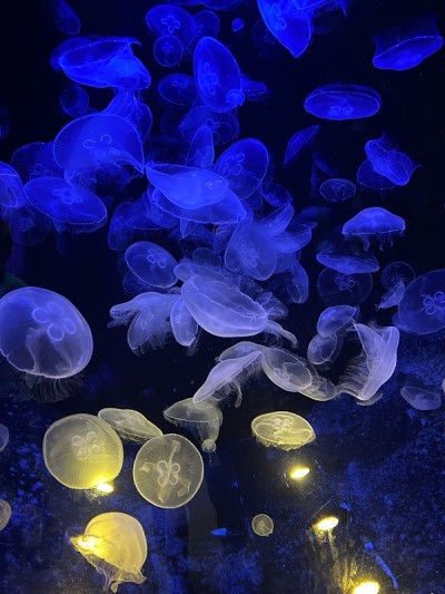 水母