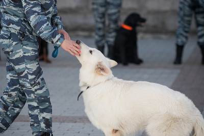 带训犬员的警犬