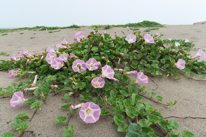 海钟在海里盛开