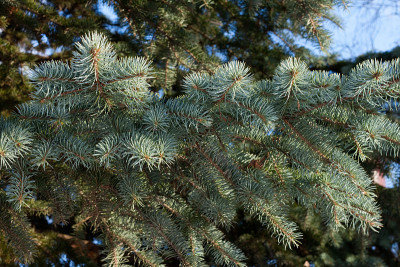 Blue spruce