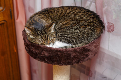 灰猫睡在抓柱子上