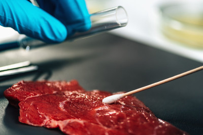 食品安全检查员用棉签取样红肉表面以寻找病原体的存在