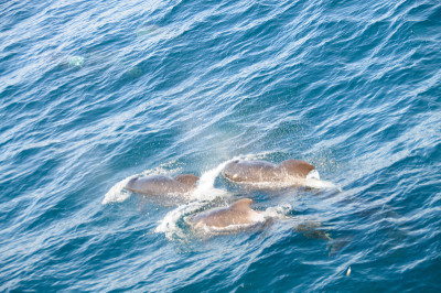 Long-finned Pilot Whales