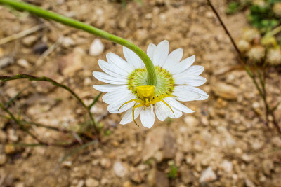 雏菊和黄蜘蛛