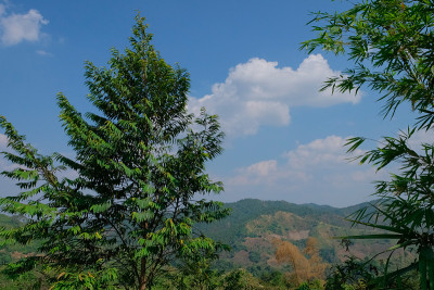 泰国的松林