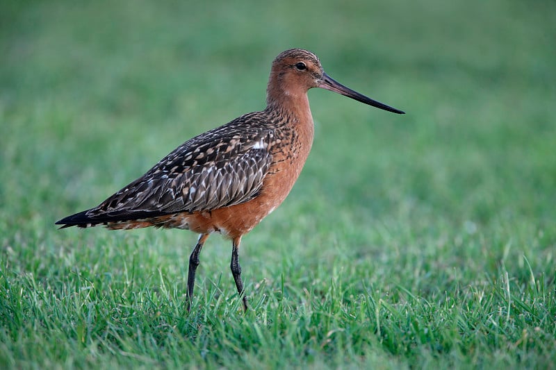 斑尾塍鹬，Limosa laponica