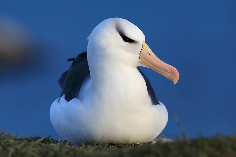 白眉信天翁(Thalassarche melanophris)或德国Mollymawk Helgol