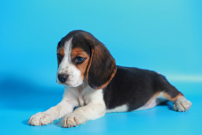 纯种小猎犬幼犬在浅蓝色屏幕上