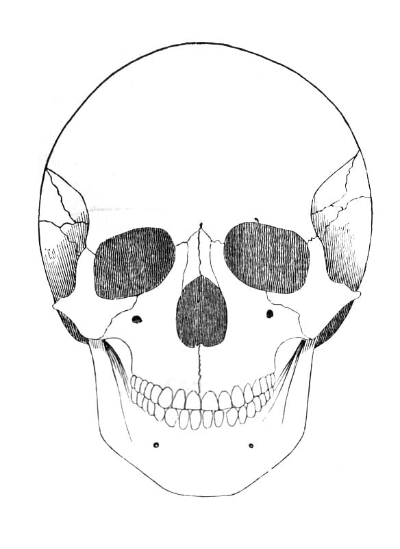 潘沙(A. Pansha)的《人体解剖学基础》(The human Anatomy Basics)，