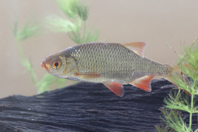 陆克文,Scardinius erythrophthalmus