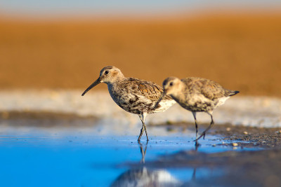水鸟和五彩缤纷的大自然背景。常见的水鸟:鹬。Calidris ferruginea。