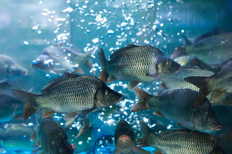 杂货店水族箱里的新鲜活鱼。选择聚焦背景与复制空间