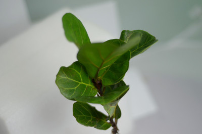 热带榕属植物Lyrata室内植物