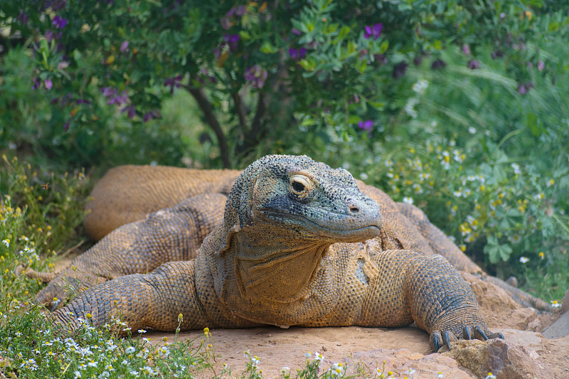 科莫多巨蜥(Varanus komodoensis)特写