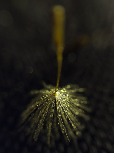 的蒲公英