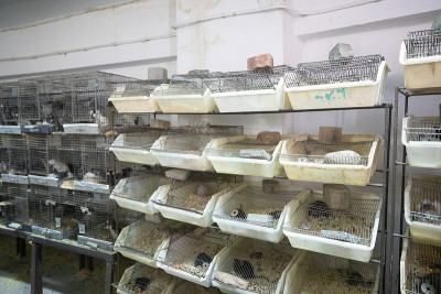 老鼠在宠物店的笼子里