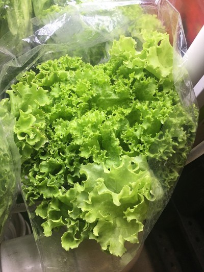 新鲜的卷心菜叶