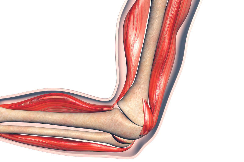 人体肘部解剖