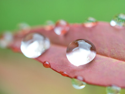 雨滴聚集在树叶上