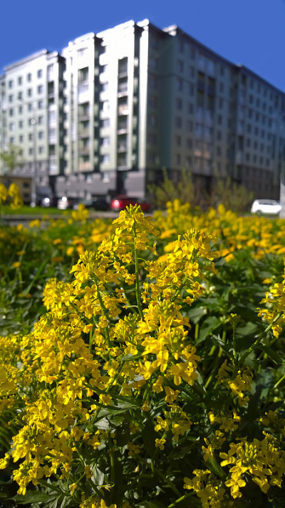 模糊的住宅建筑背景上盛开的奇葩。黄色的花朵。新鲜空气的概念。舒适的城市环境。真实的城市生活。绿色生态