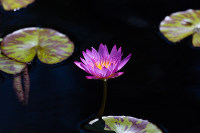池塘里粉红的荷花，近处