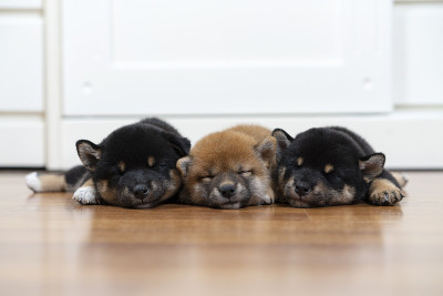 卧室里睡着三只柴犬。日本狗睡眠。