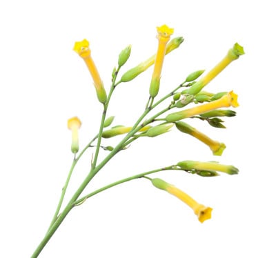烟草树