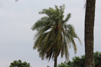 托迪工厂