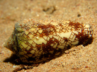 纺织圆锥(Conus Textile neovicarius)位于埃及红海。