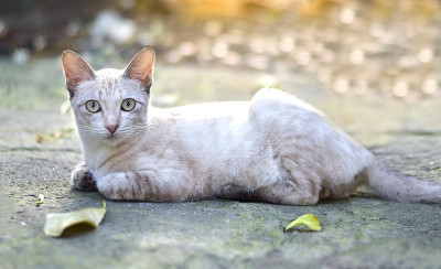 猫