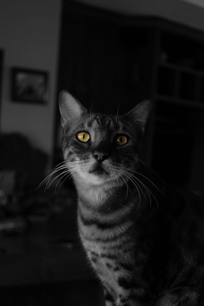 一只长着黄色眼睛的孟加拉猫