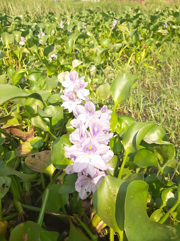 水葫芦花