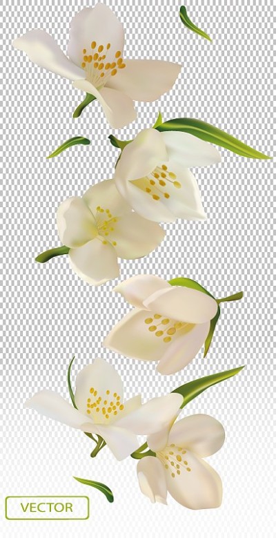 白色的茉莉花和绿色的叶子。盛开的茉莉花，设计用于化妆品，茶叶，香水，精油。美丽的茉莉花的背景。横幅为