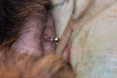 严重心脏病和腹膜炎犬的腹腔穿刺术