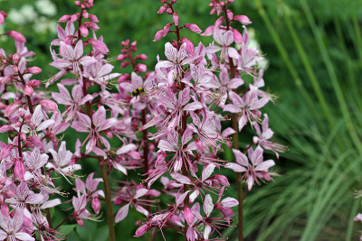 紫色花白鲜花穗