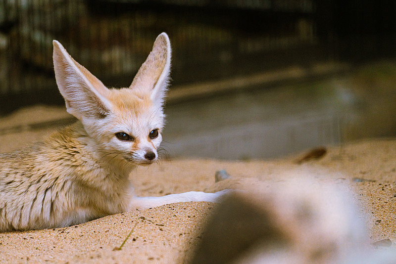 Fennec狐狸