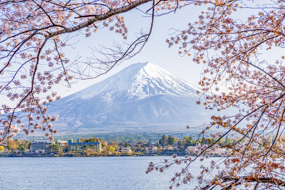 富士山和川口湖粉红色的蓝天樱花树