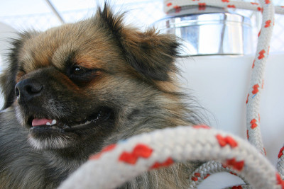 帆船上的西藏猎犬