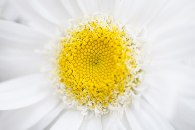白色的洋甘菊花卉