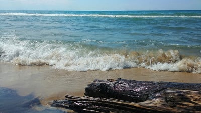 湖泊海岸线和浮木